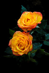 Yellow orange red rose Flower blossom pair with green leaves, rain drop on black background. valentine day concept, selective focus.