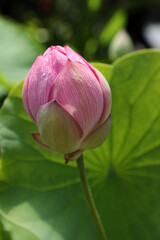Beautiful pink water lilies surrounded by green leaves