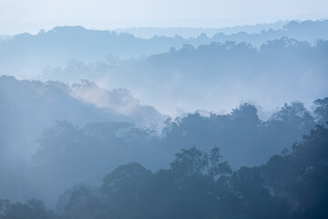 Tropical rainforest in layers covered with fog and mist in blue tone.