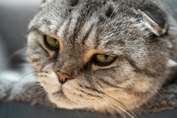 Naklejka na ściany i meble Close-up portrait of a beautiful two-tone striped cat with yellow eyes Scottish Fold.