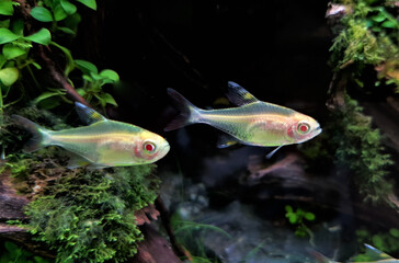 albino lemon tetras fish are swimming in freshwater aquarium. Hyphessobrycon pulchripinnis is...