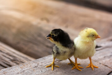 Yellow and black chicks on the wooden table.