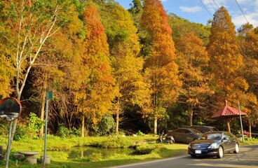 Naklejka premium Colorful winter deciduous cypress tree,(Farm in Hsinchu,Taiwan)