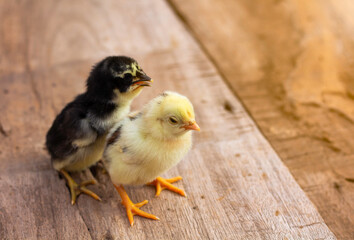 Yellow and black chicks on the wooden table.
