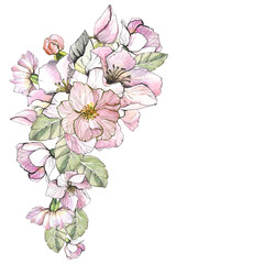 Fototapeta premium watercolor flowers branch