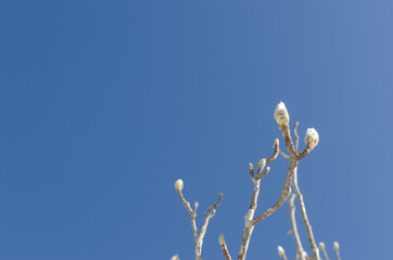 冬の青空と新芽