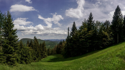 green ski slope with trees on the edge in the summer panorama
