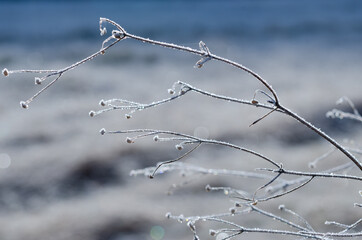 霜のついた枯れ草