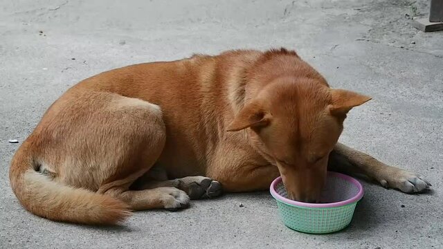 The brown dog is eating food.