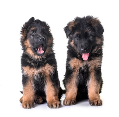 puppies german shepherd