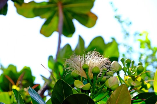 Blooming flower of the Fish Poison Tree (Barringtonia asiatica).