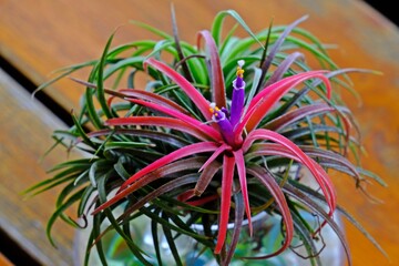 Beautiful Tillandsia ionantha mounted air plant in a glass pot on wooden table.