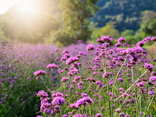 Sun and purple lavender fields