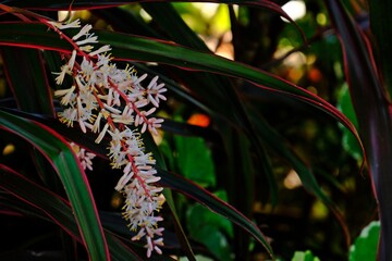Beautiful blooming Ti plant flower (Cordyline fruticosa (L.) A.Chev.) with blurred its leaves background.