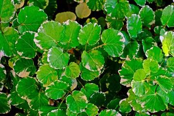Polyscias Guilfoylei (Geranium Aralia Plants) green and white stripe leaves in the garden.