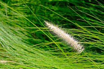 White cassian Fountain Grass blows gently.