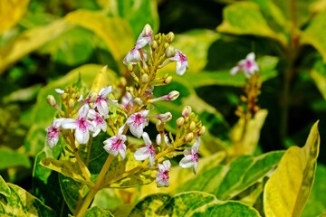 Beautiful blooming white and pink flower of Graptophyllum pictum (Caricature plant) in the garden.