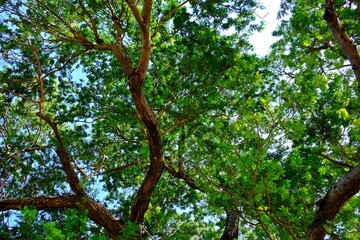 Obraz premium View of branches and leaves of trees taken from the ground.
