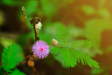 Beautiful blooming sensitive plant flower (Mimosa pudica) with blurred green leaves background.