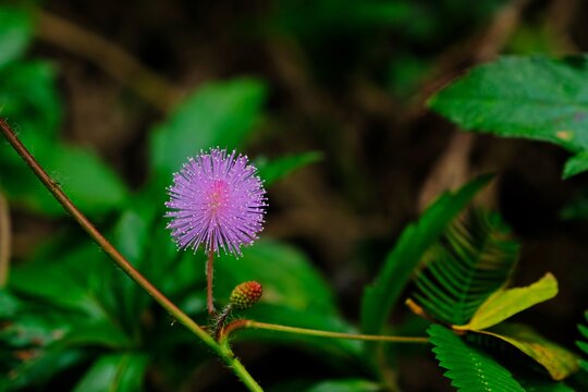 Beautiful blooming sensitive plant flower (Mimosa pudica) with blurred green leaves background.
