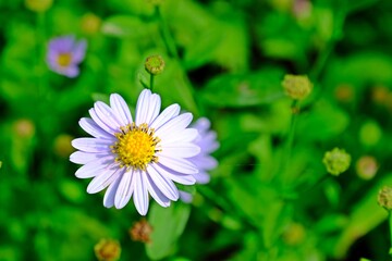 Beautiful Native daisy (Cut leaf daisy ) flower on blurred green leaves background. Native groundcover plants.