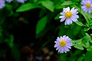 Beautiful Native daisy (Cut leaf daisy ) flowers on blurred green leaves and dark shadow background. Native ground cover plants.