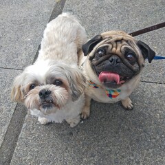 Cute dogs, a happy pug and shih tzu
