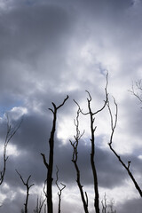 Fototapeta na wymiar Silhouette of dead bare trees against sky with dramatic clouds. Vertical image