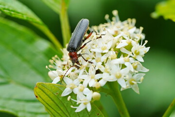 The beetle sits on a white flower.