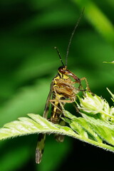 The insect sits on a green leaf.