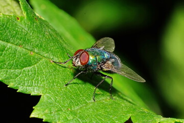 A green fly sits on a green leaf.