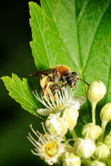 The bumblebee sits on a white flower.