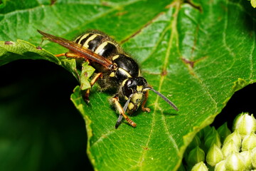 The wasp sits on a green leaf.