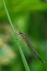 The dragonfly sits on the green grass.