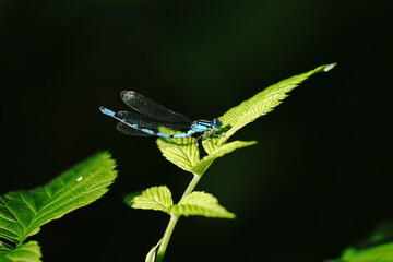 The blue dragonfly sits on the green grass.