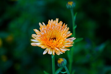 Orange flower of calendula on a green background.
