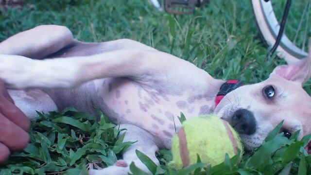 Female puppy playing with a ball while lying on the grass with owner tickling her. Medium shot. Eye level.