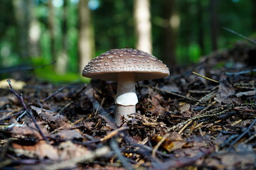 The gray fly agaric grows in the forest.