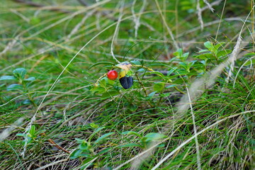 Lingonberry grows in the summer in the forest.