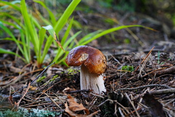 White mushroom grows in the forest.