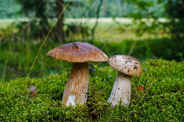 Two porcini mushrooms grow together.