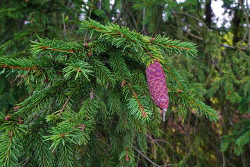 A  cone grows on the spruce and a drop of resin hangs on it.