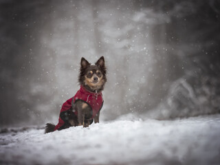 Portrait Hund zwergpinscher chihuahua im schnee auf verschneitem weg mit bäumen und sträuchern im Hintergrund in der Natur