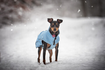 Portrait Hund zwergpinscher chihuahua im schnee auf verschneitem weg mit bäumen und sträuchern im Hintergrund in der Natur