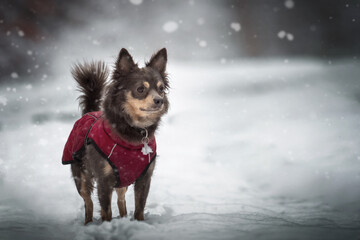 Portrait Hund zwergpinscher chihuahua im schnee auf verschneitem weg mit bäumen und sträuchern im Hintergrund in der Natur