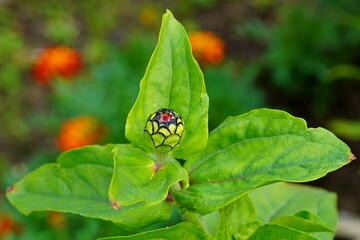 Beautiful flower bud in the summer garden.