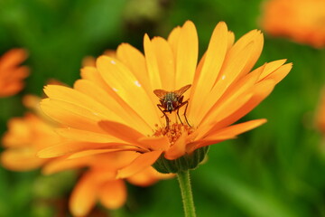 The fly sits on an orange calendula flower.