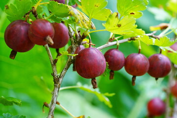 Red gooseberries grow on a green bush.