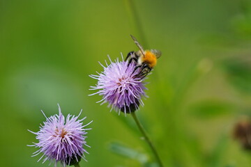 A bumblebee sits on a flower and collects nectar.