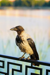 A young crow chick sits on the railing.